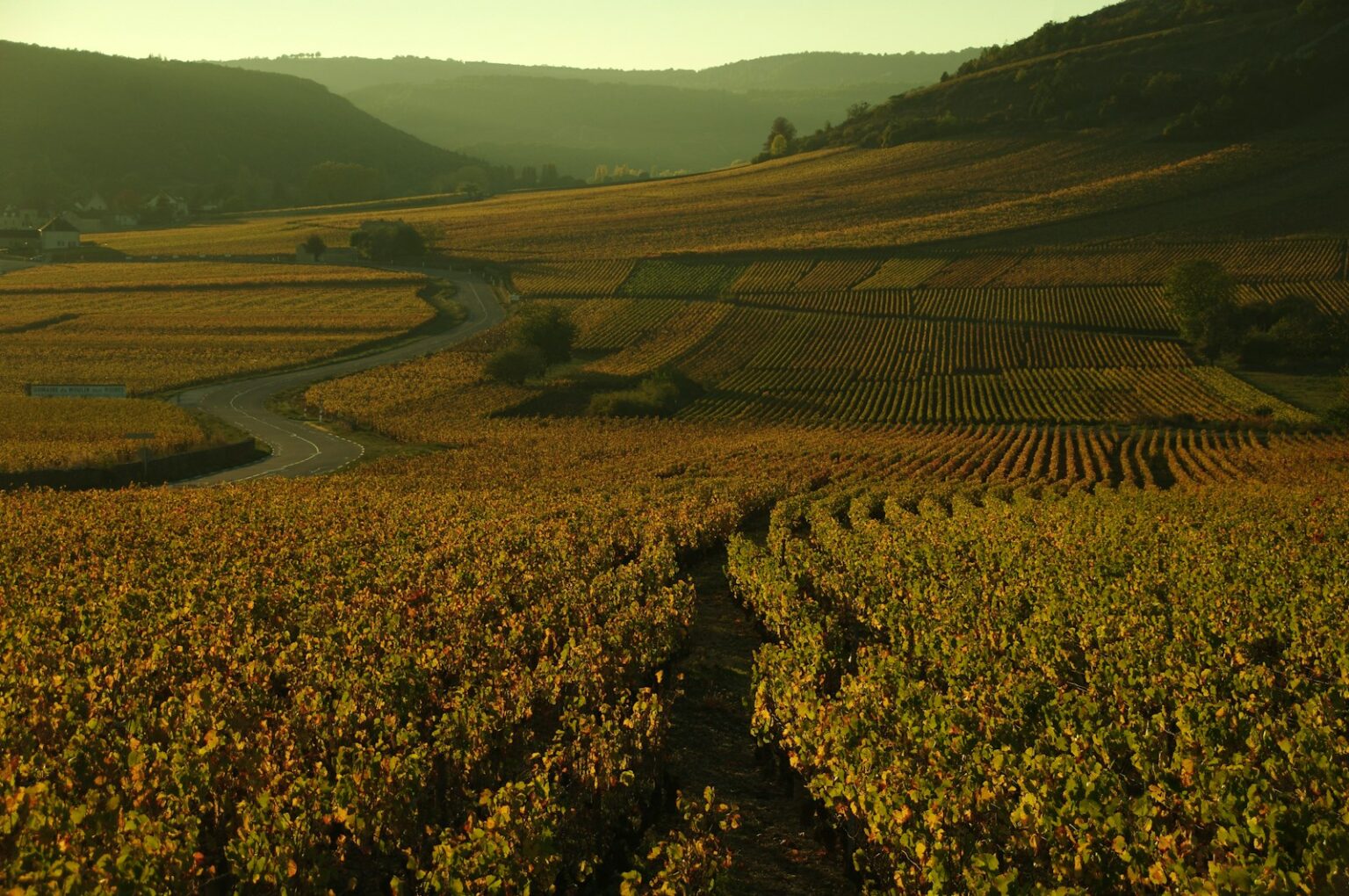 Burgundy’s Quality-Yield Crisis: Why Your Favorite White Might Disappear in 2026 Burgundy vineyard at golden hour with warm earth tones