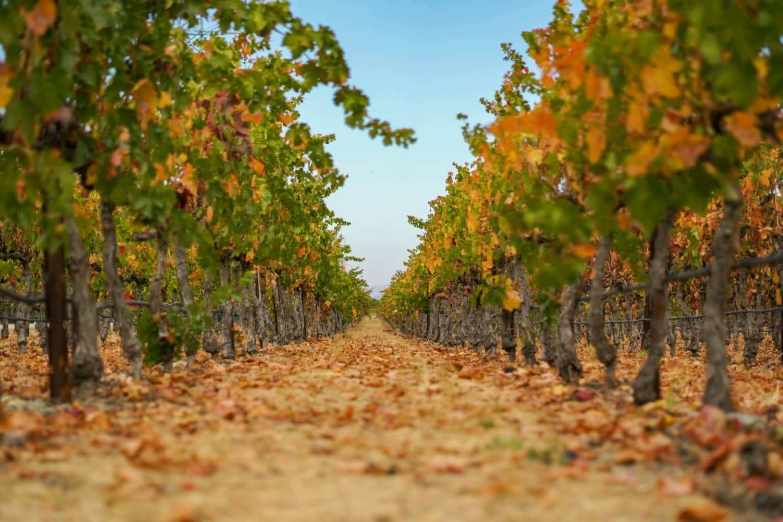 The Great Contraction: Why American Wineries Are Closing and What Comes Next Autumn vineyard rows with fallen leaves in Livermore Valley California, symbolizing the American wine industry contraction