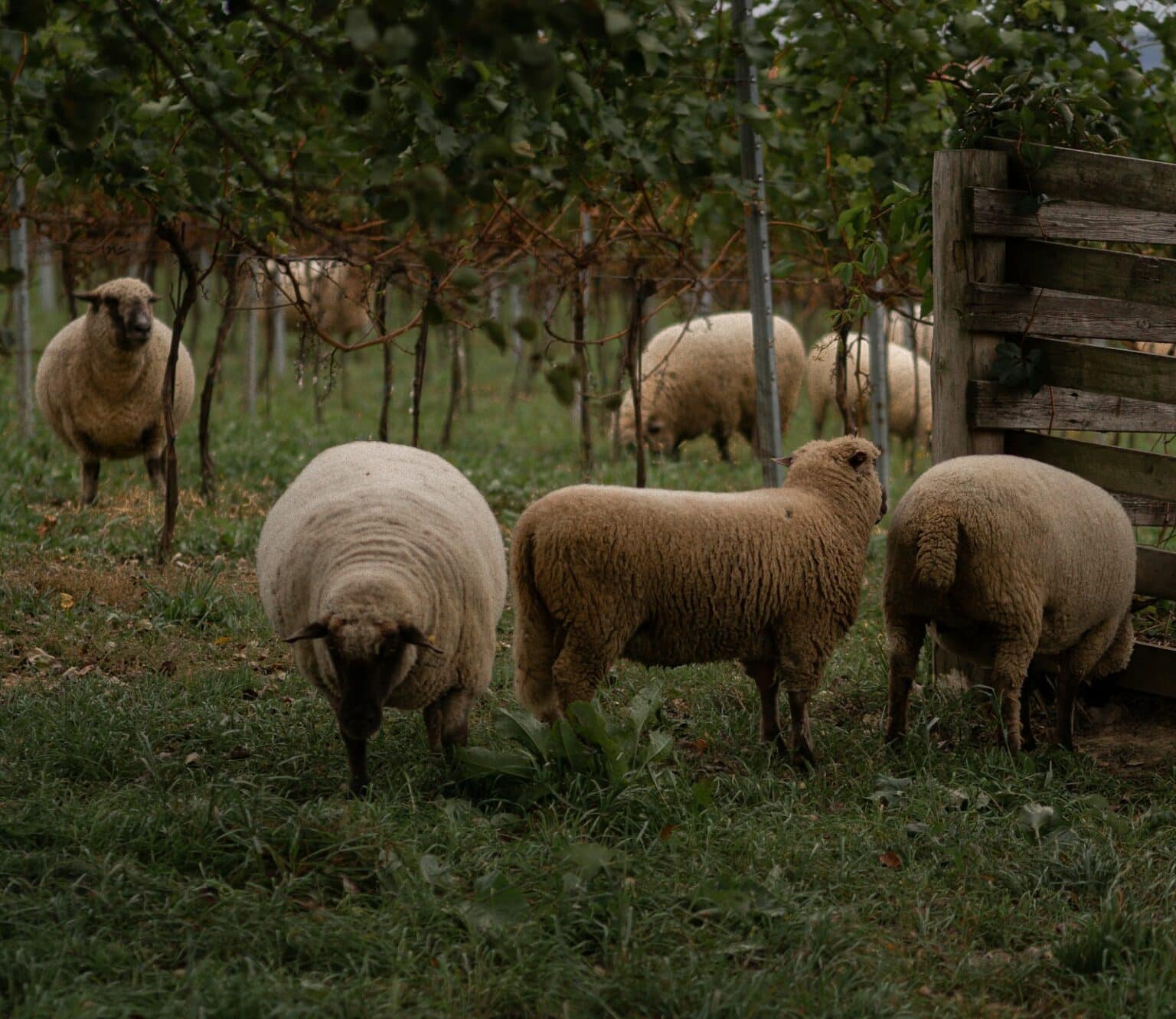 Soil Revival: Why Regenerative Agriculture Is Rewriting Vineyard Economics Herd of sheep grazing on a lush green field