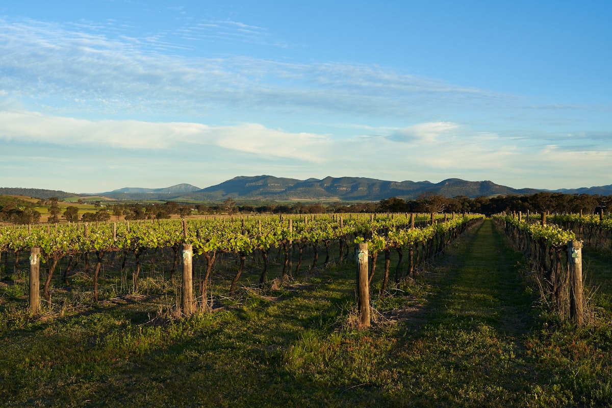 Barossa vineyard landscape