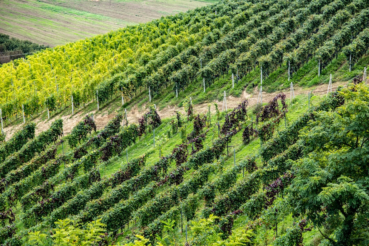 Piedmont vineyard landscape