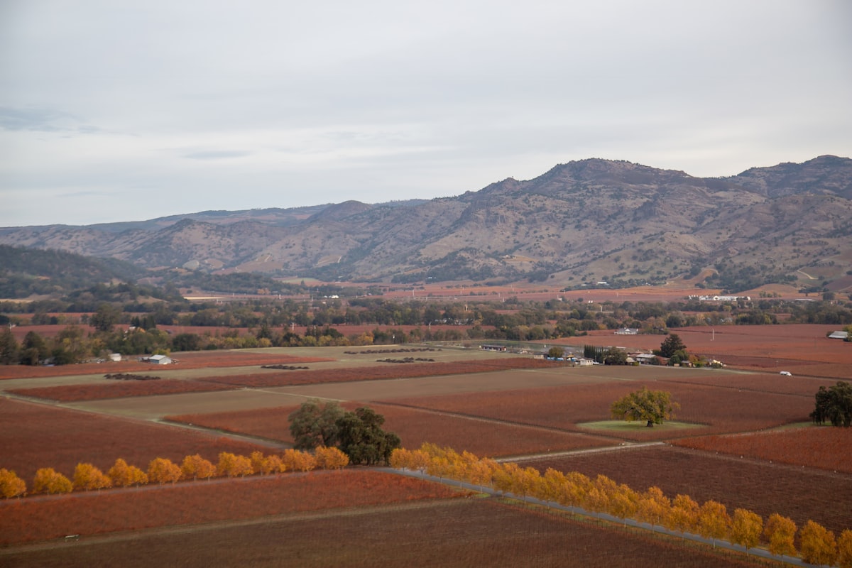 Napa Valley vineyard landscape