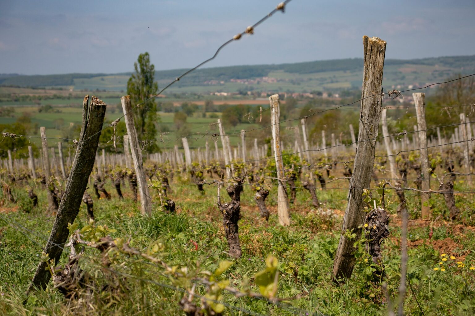 Beaujolais Beyond Nouveau: The 10 Crus and the Pink Granite That Separates Them Dormant vineyard rows in the French countryside illustrating Beaujolais beyond Nouveau, the 10 crus that sit on pink granite and the blue diorite of Morgon Côte du Py that gives each cru a distinct identity in the glass
