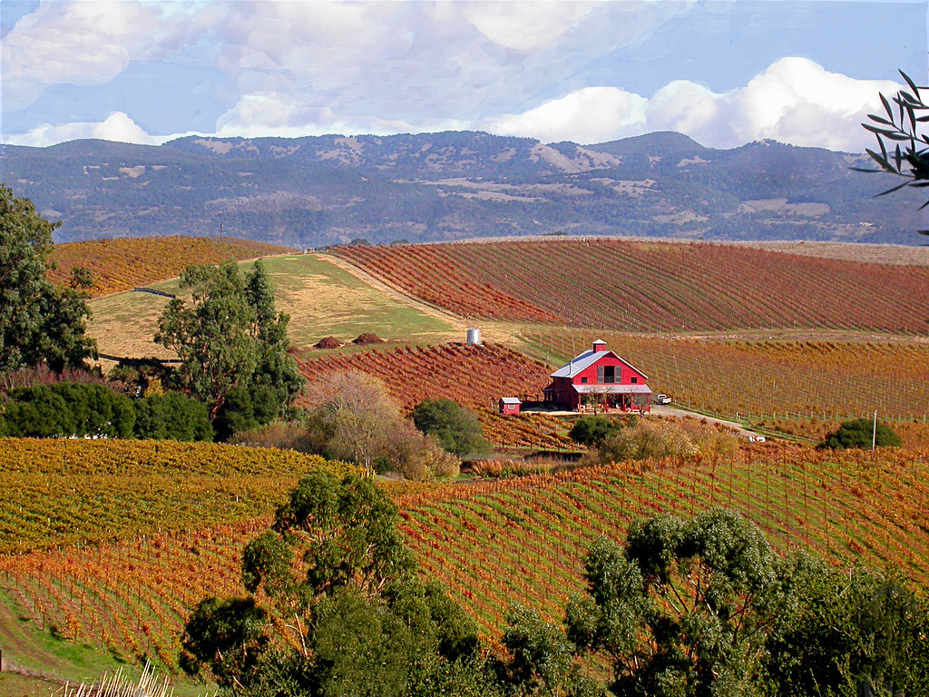 Carneros vineyard at the cool southern end of Napa Valley, with rolling hills in fall light
