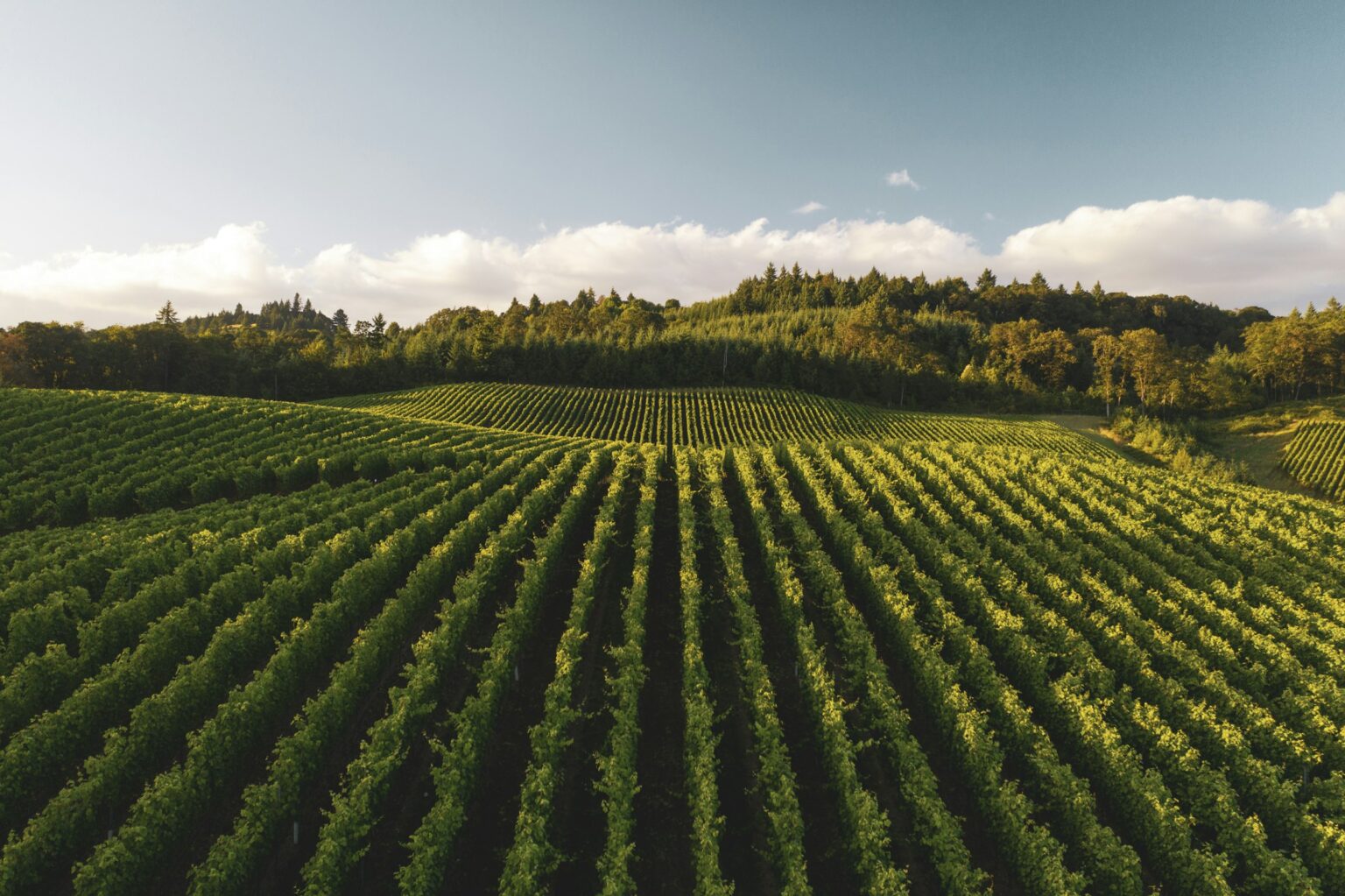 Cover Crops & Carbon: How Vineyard Soil Is Becoming A Climate Sink Vineyard rows with green cover crops between the vines, illustrating how vineyard soil is becoming a climate sink through carbon sequestration.