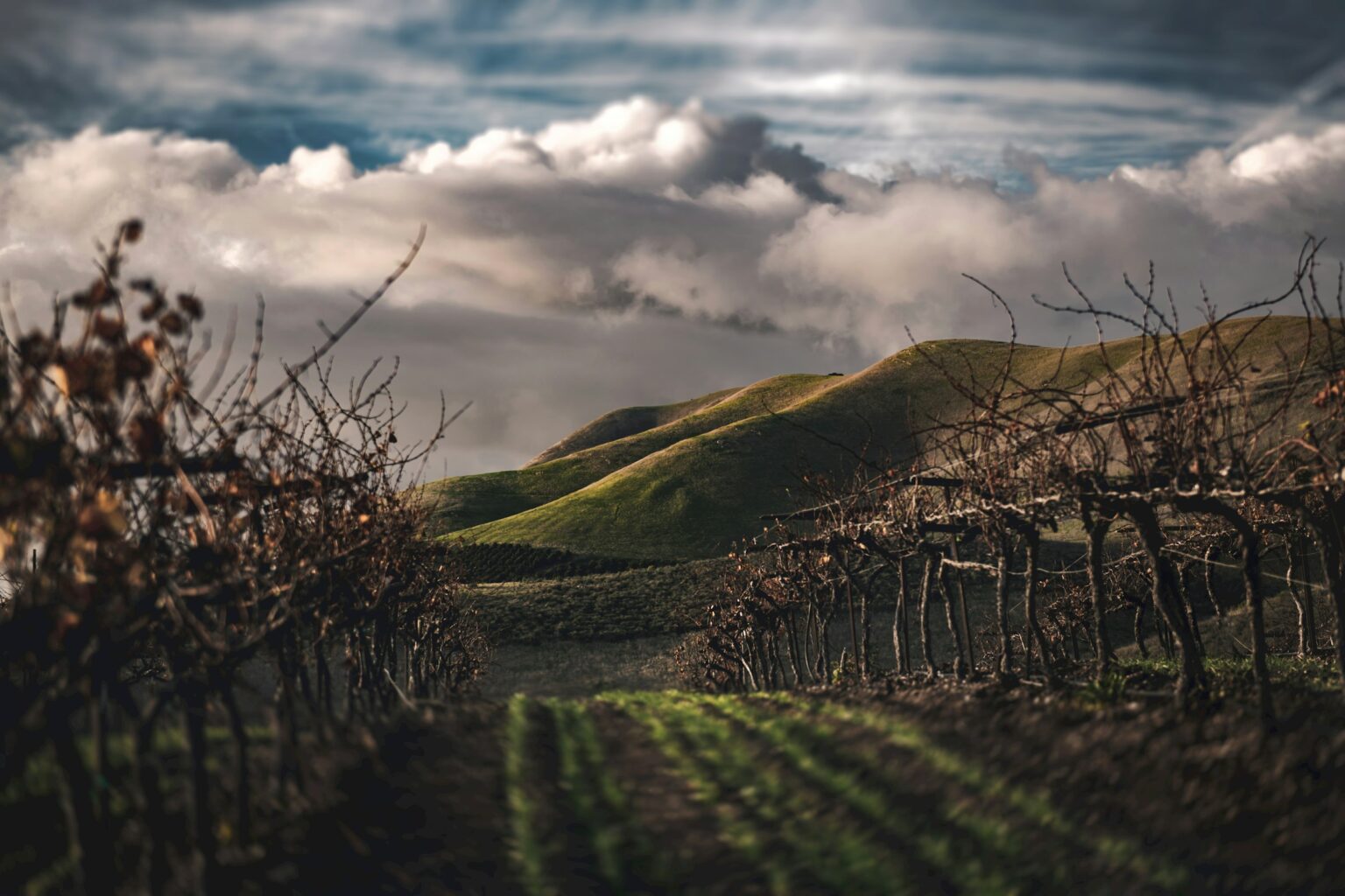 Demeter vs Organic: What Biodynamic Certification Actually Requires A bare-vine winter vineyard at golden hour, illustrating the biodynamic lunar and seasonal cycle that Demeter certification organizes a farm around.