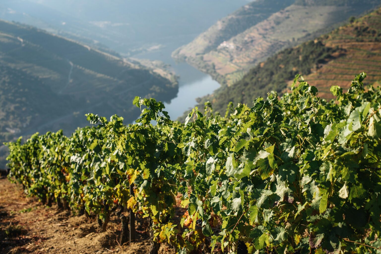 The Field Blend Revival: When The Vineyard Is The Recipe Heritage co-planted vineyard rows on hillside terraces, illustrating the field blend revival in which the vineyard itself is the recipe with multiple grape varieties planted, picked, and fermented together as one wine