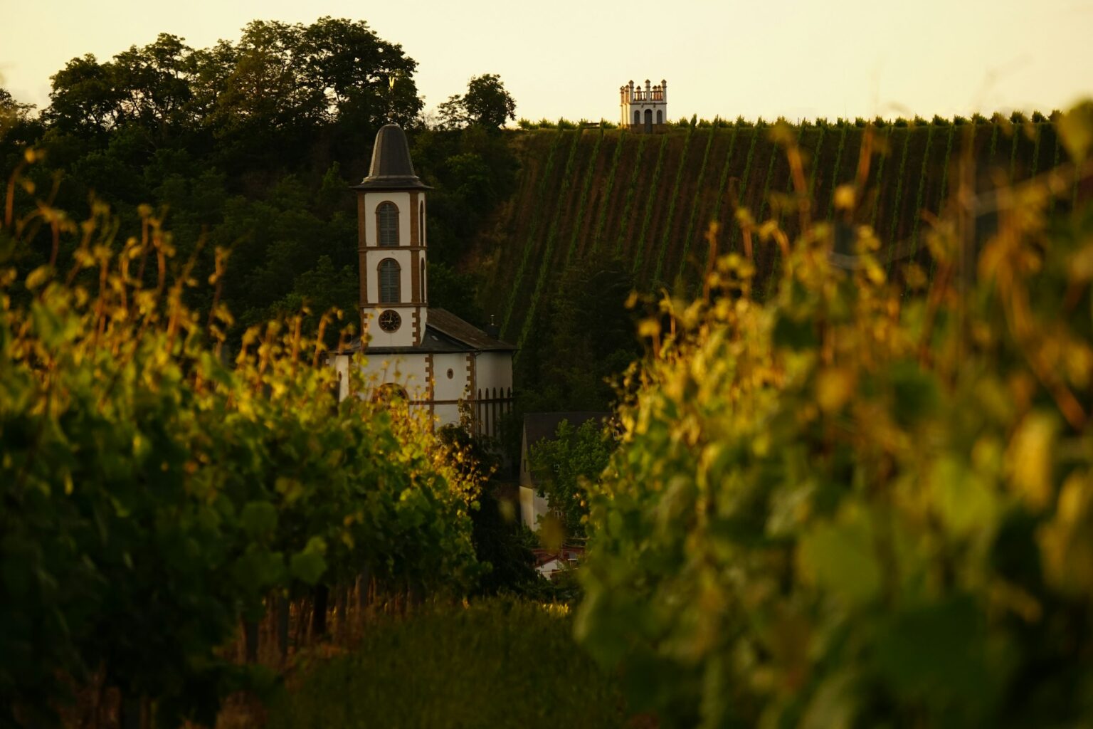 Mosel Riesling and the Slate Question: How Soil Color Shapes the Wine A south-facing Mosel terraced vineyard at golden hour, the slate-driven Riesling country where soil color shapes the wine.