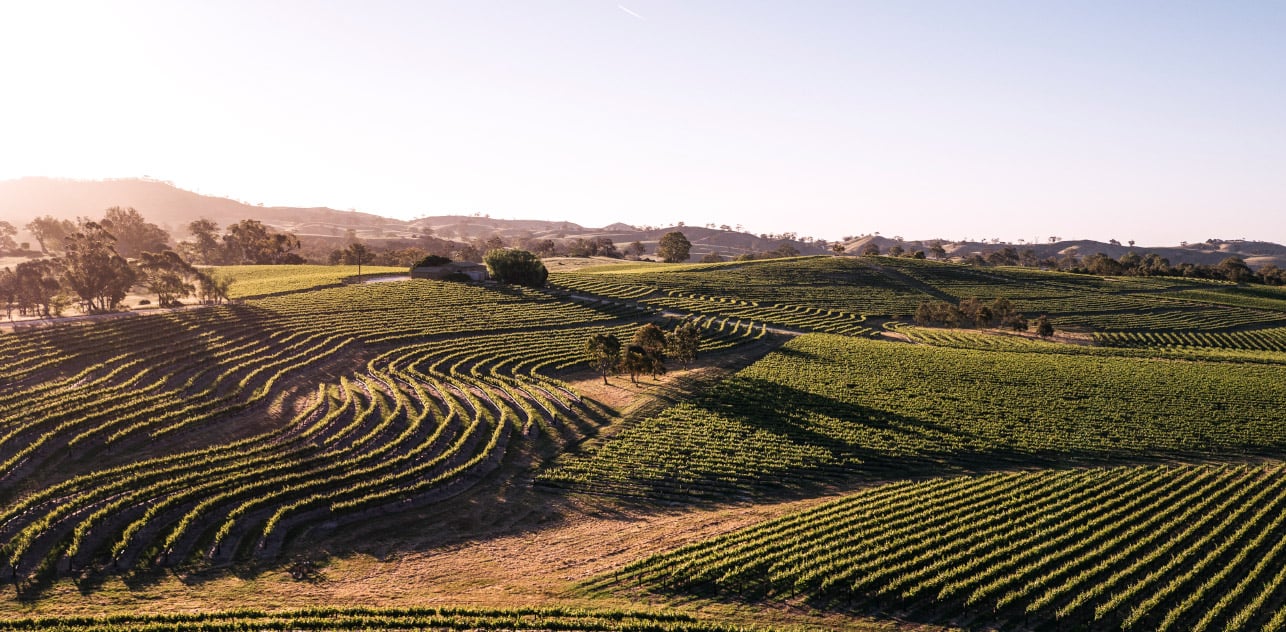 Aerial of Pewsey Vale Single Vineyard at golden hour, contoured Eden Valley rows with eucalyptus and highland silhouette.