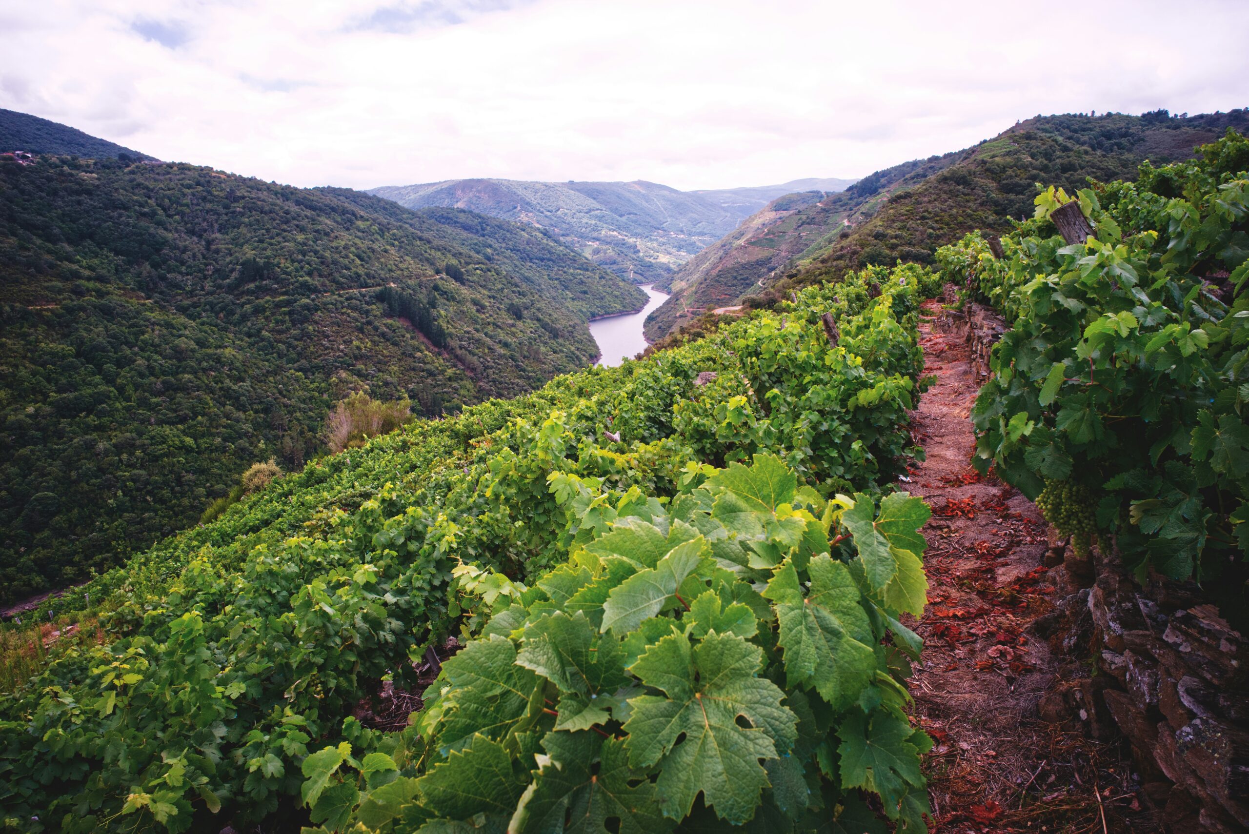 Terraced old-vine Mencía on slate above the Sil river canyon, Ribeira Sacra, Galicia