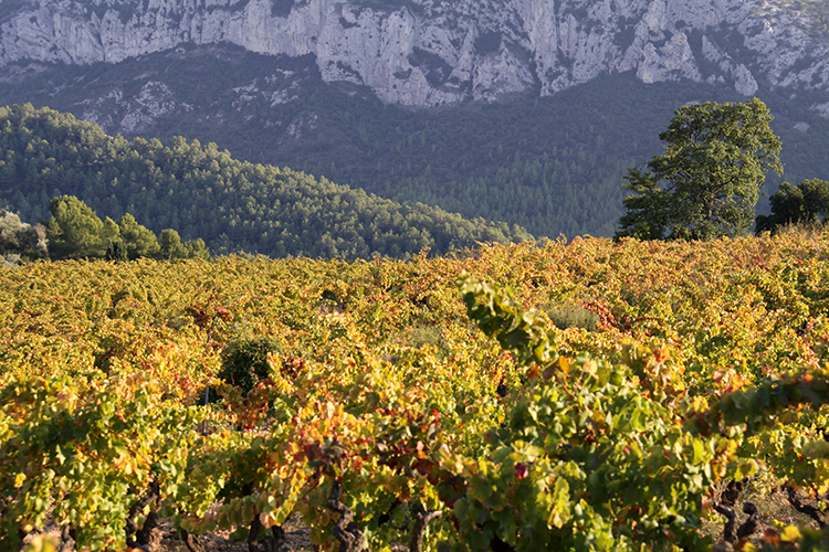 Tempier's La Migoua vineyard at 300m altitude, vine canopy in golden late-afternoon light against the Bandol limestone massif.