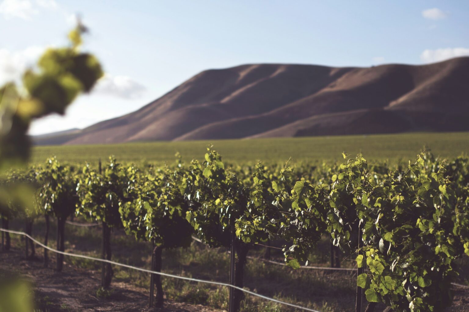 Rows of vines under California Central Coast sky in a vineyard typical of CCSW, LODI RULES, and SIP-certified estates