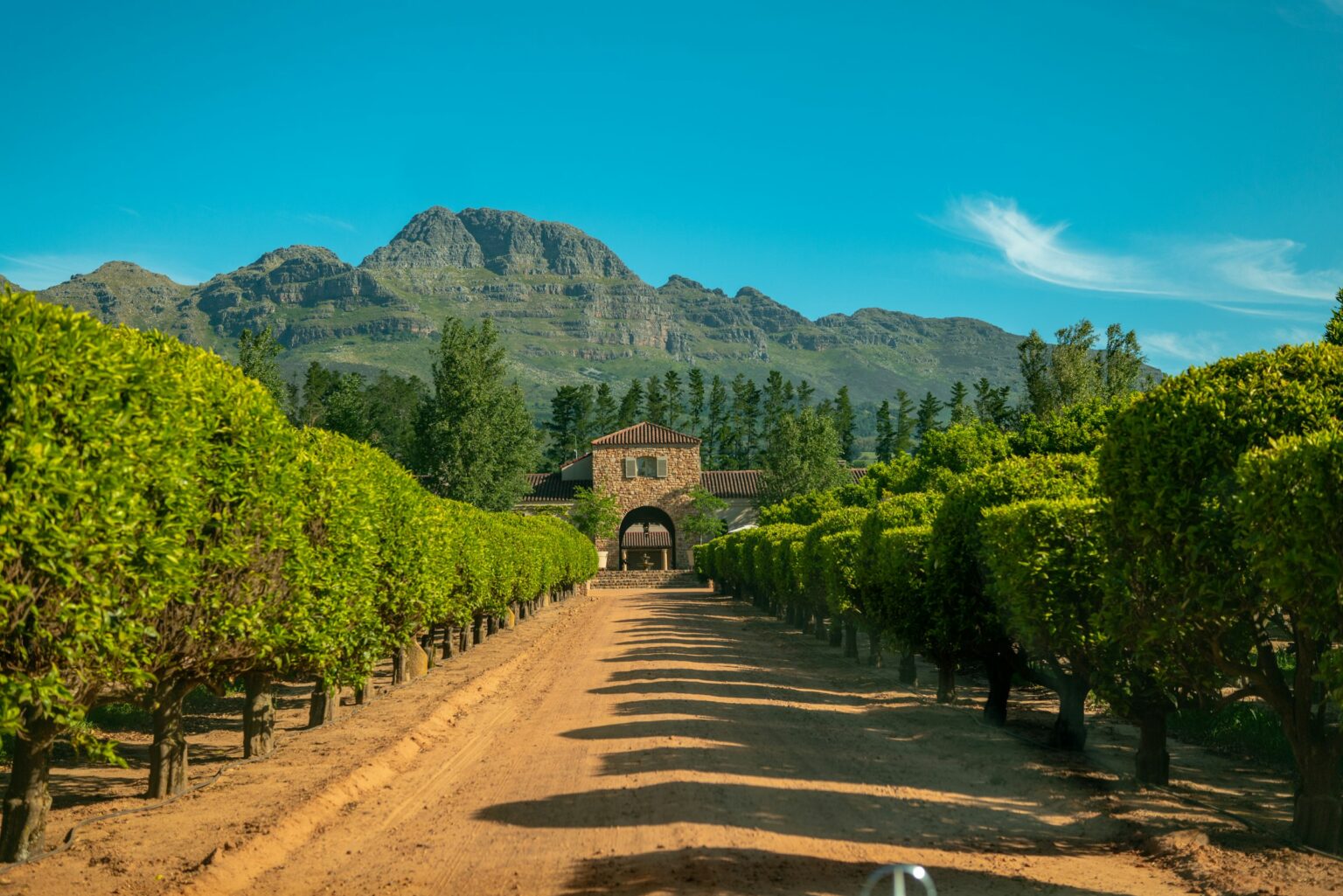 Swartland’s Old-Vine Renaissance: How Sadie, Mullineux & Badenhorst Rewrote South Africa A dirt road winding through trees toward Western Cape mountains, illustrating the Swartland old-vine renaissance landscape where Sadie, Mullineux, and Badenhorst rewrote South African wine on dry-farmed bush-vines, Rhône-style blends, and Certified Heritage Vineyards