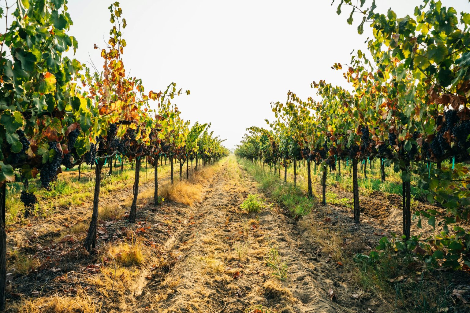 The Thirsty Vine: What Regulated Deficit Irrigation Actually Buys Rows of trellised vines at a California vineyard near Fresno, the modern irrigation-managed viticulture where regulated deficit irrigation decisions get made