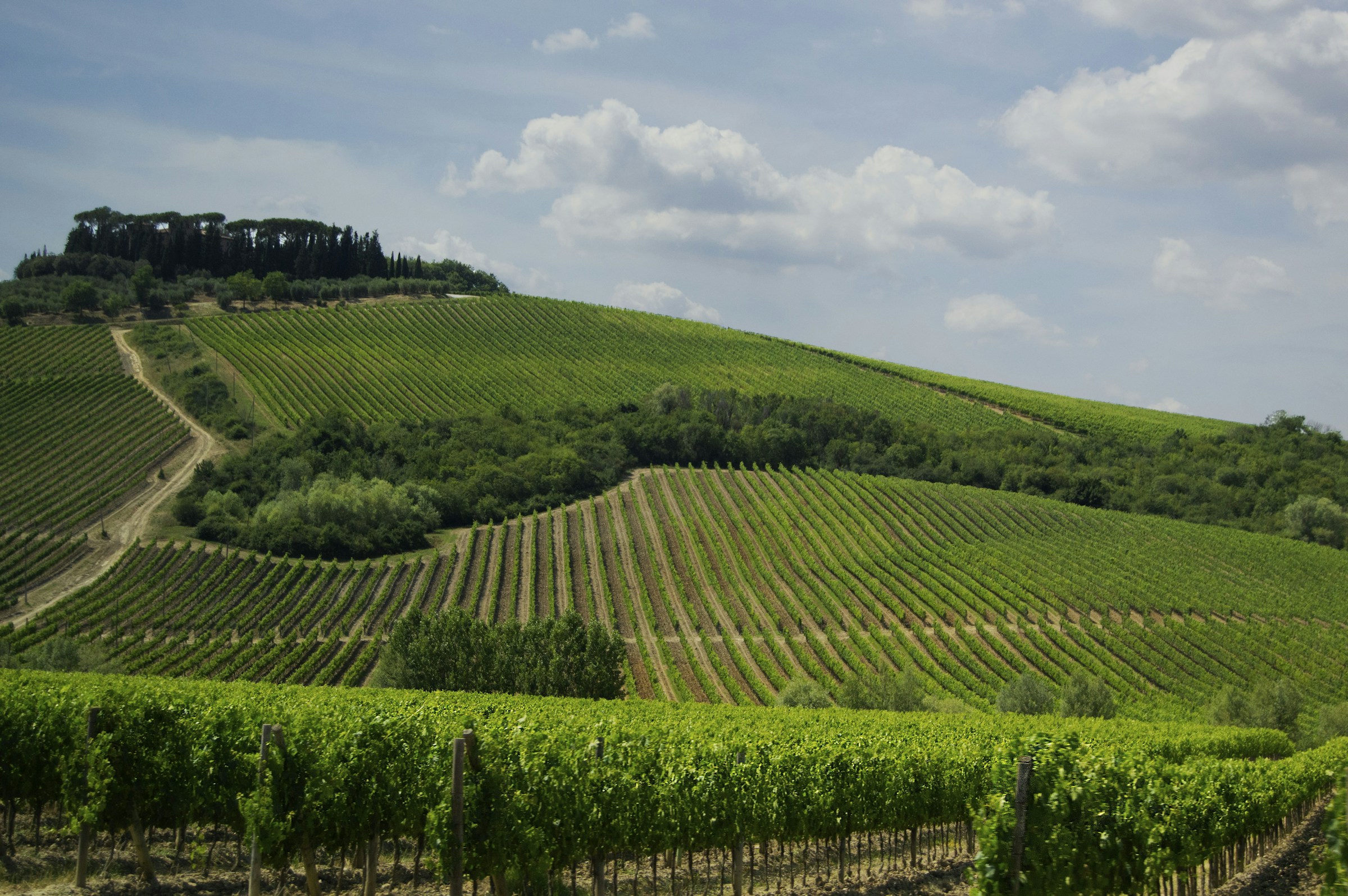 Rows of vines on a Tuscan hillside under summer sky