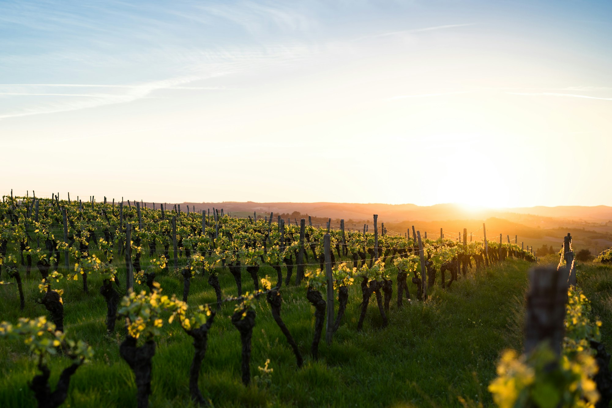 A vineyard at golden hour in late summer, the vines turning toward harvest