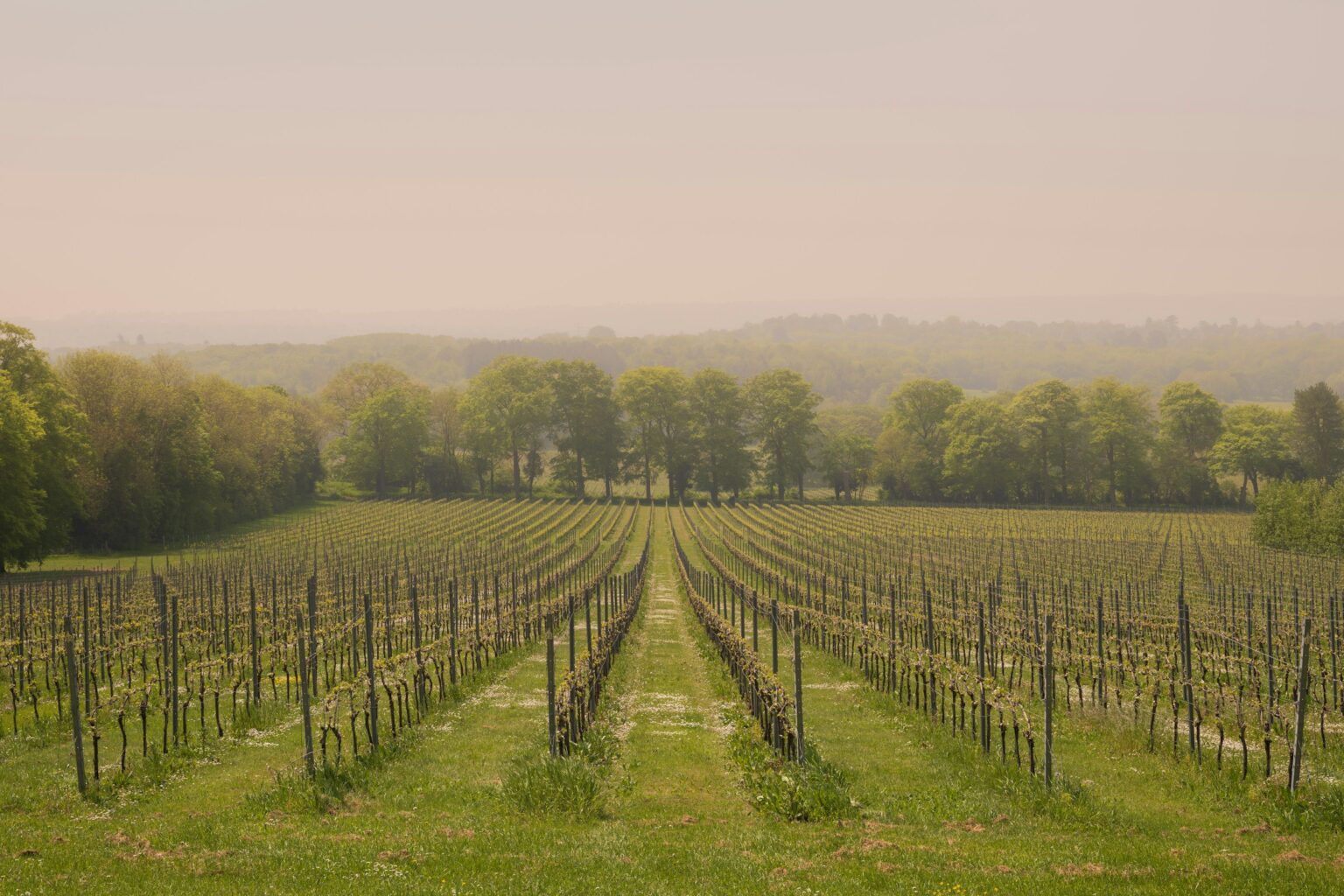 Vineyard rows running across open chalk downland in southern England, the geology the region's sparkling-wine origin story is built on.