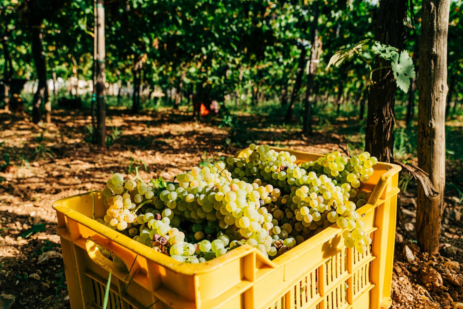 Italy’s €7.7B Wine Export Reset: Tariffs, Tumbling US Volumes, and Why Germany Held Crates of just-picked grapes during a 2020 harvest in Puglia, the volume behind Italy's wine export numbers