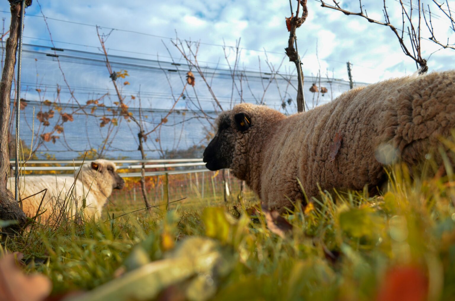 The Flock in the Vines: Why Year-Round Sheep Are Replacing the Herbicide Tank Sheep grazing beneath grapevines, the year-round vineyard flock that replaces herbicides and mowing