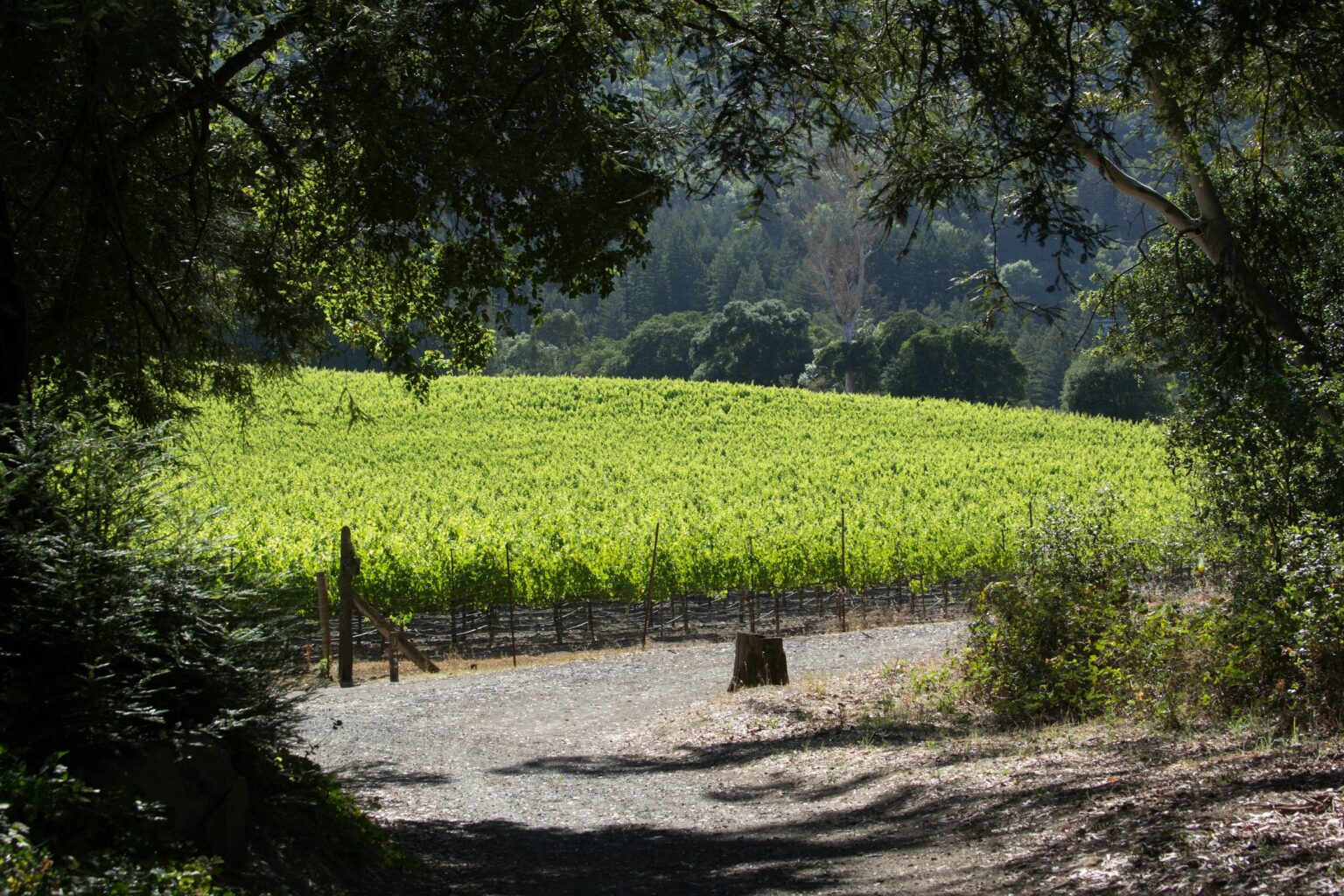 The Judgment of Paris, 50 Years On: Oregon Took the Chardonnay, France Took Back the Cabernet, and the American Wine Map Quietly Got Redrawn A California vineyard in full leaf seen from a shaded dirt lane, framed by oak trees