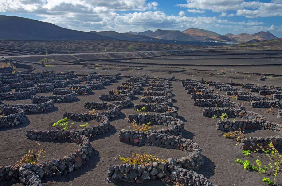 The La Geria hoyo field on Lanzarote: crescent lava-rock walls around single vines in pits of black volcanic ash