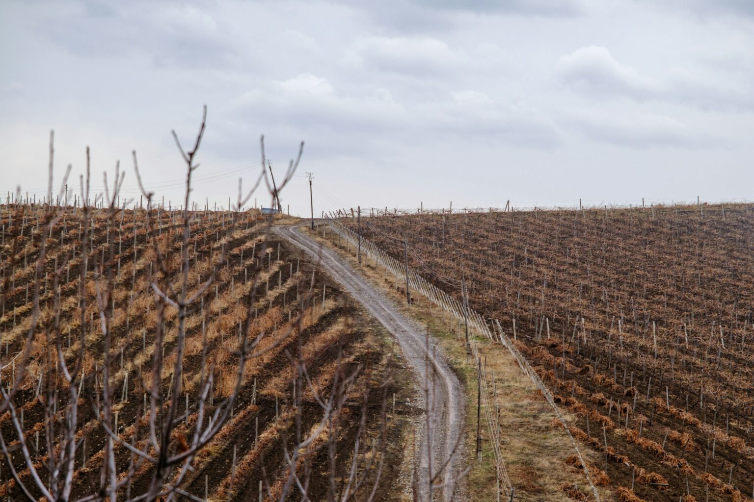 Paid to Pull the Vines: How the EU’s New Wine Law Makes Vineyard Removal Permanent Bare dormant vineyard rows under an overcast sky, a dirt path running between them