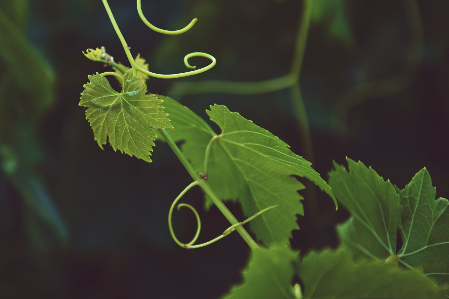 Young grapevine leaves and coiling tendrils in close-up against a dark vineyard backdrop