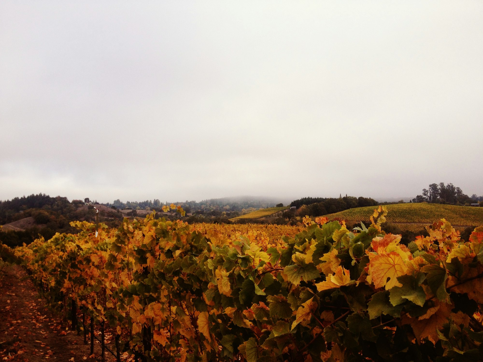Fog softening vineyard rows on a hillside during harvest season